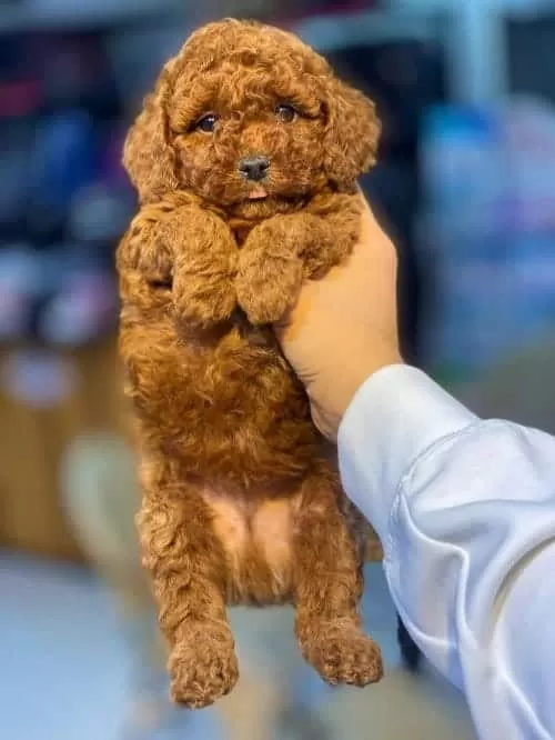 Orjinal Toy Poodle 3 Aylık Yavru