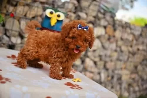 Eğitimli Aşılı Red Brown Poodle Yavrular