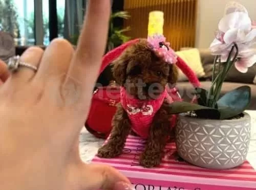 Kore Kan Poodle Yavrular