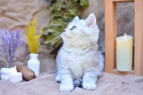 Muhteşem Tonda Ns24 British Shorthair