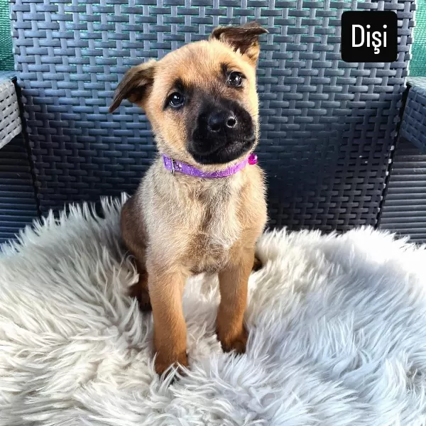 Dakik Eğitime Açık Malinois Belçika Kurdu