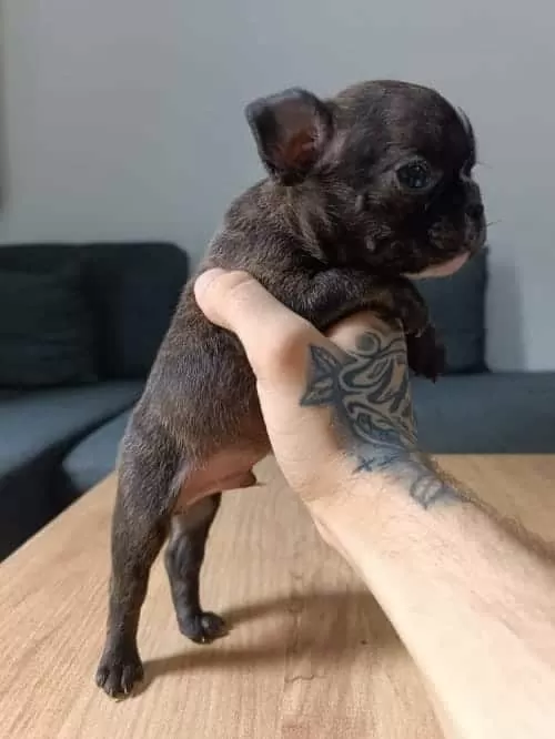 Sevimli Ve Minik French Bulldog Yavrularımız