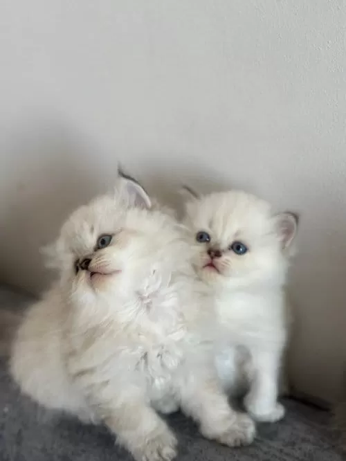 British Longhair Yavrular