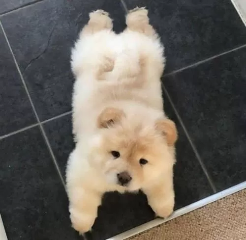 Sevimli Yavru Chow Chow Sevgi Dolu Yuvasını Arıyor
