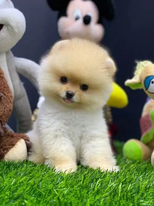 Ayıcık Surat Boo Teacup King