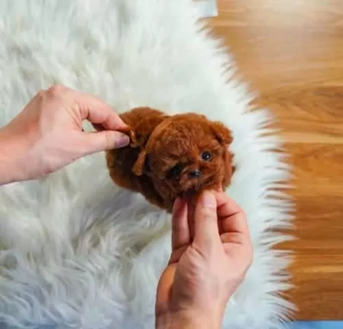 Orjinal Kore Kan Poodle