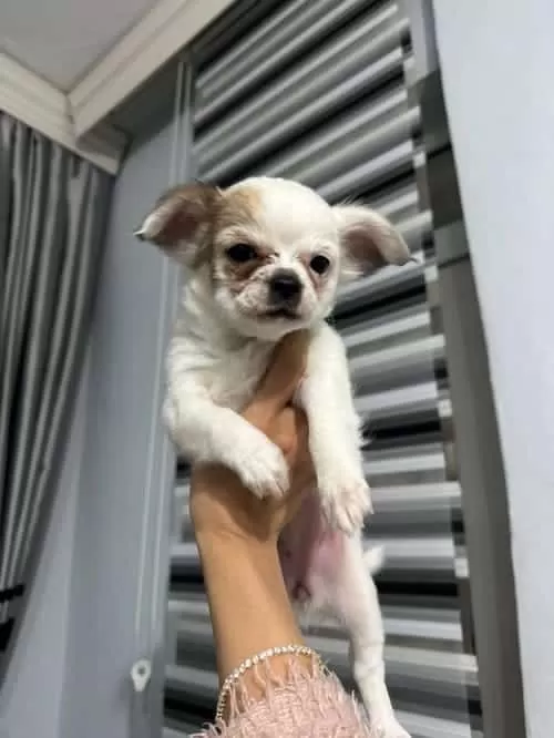 Chihuahua Bebeklerimiz