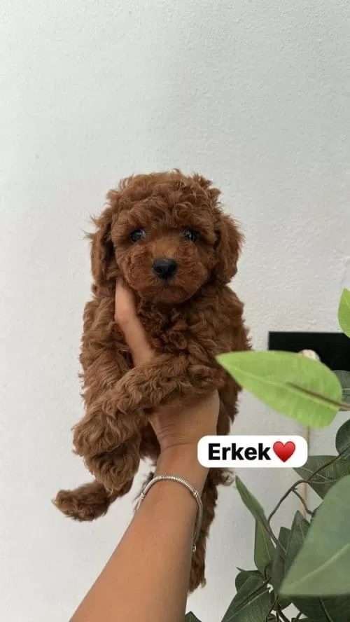 Red Toy Poodle Sevimli Yavrular