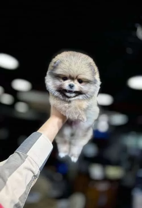 Veteriner Kontrolü Yapılmış Pomeranian Boo