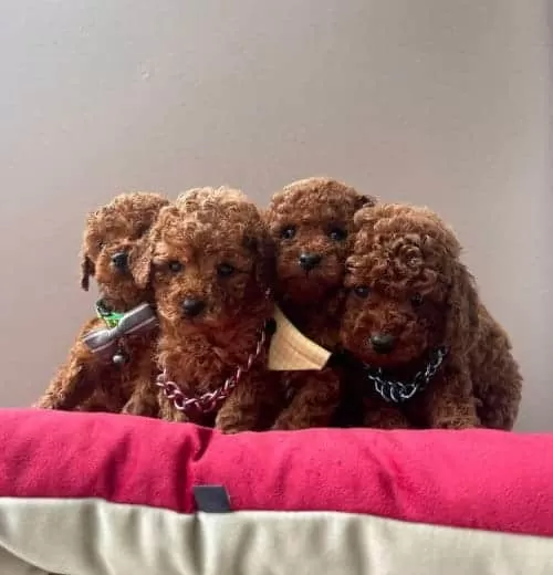Kore Kan Poodle Yavrular