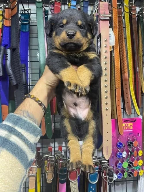 Sağlıklı Rotweiler Yavruları