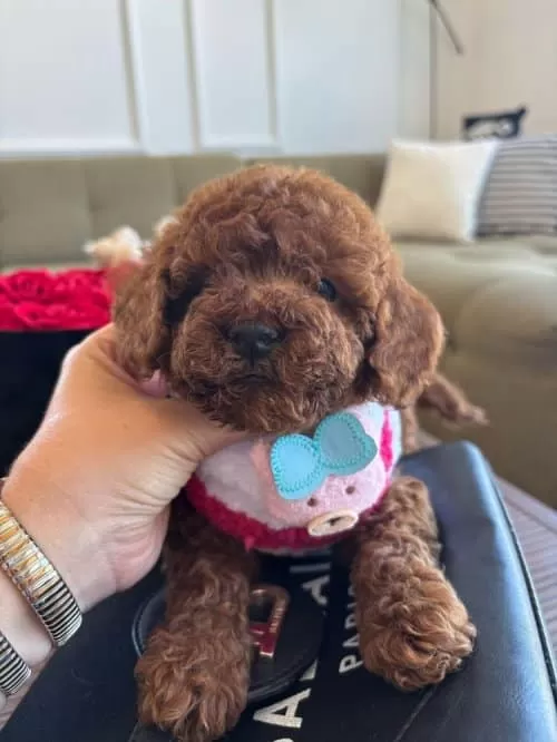 İki Aylık Toy Poodle Yavrumu Sahiplendiriyorum
