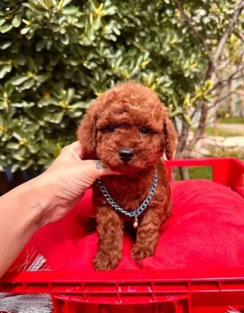 Büyümeyen Toy Poodle