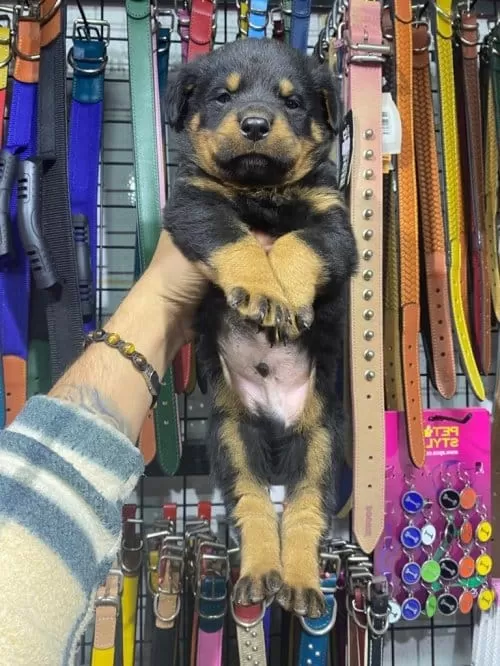 Sağlıklı Rotweiler Yavruları