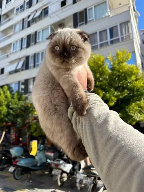 Scottish Fold Yavrularımız