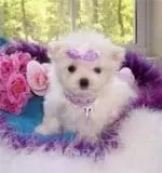 Maltese Terrier Sevimli Yavrular