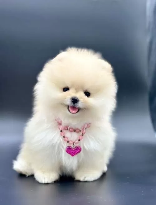 Teady Bear Ayı Surat Yavrularımız Pomeranian