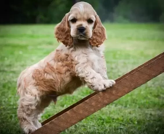 Minicik Cocker Yavruları