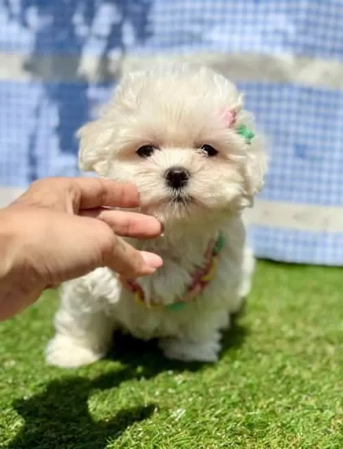 Kar Beyaz Maltese Mini Yavrular