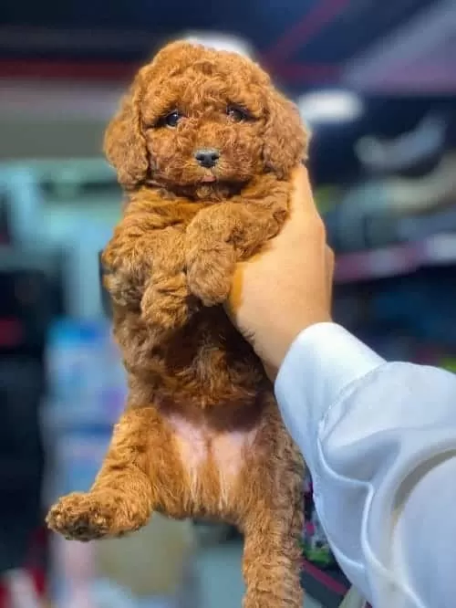 Orjinal Toy Poodle 3 Aylık Yavru
