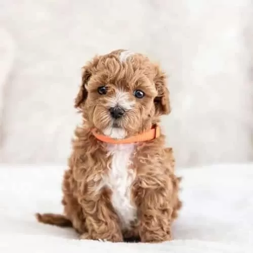 Maltipoo Cinsi Sevimli Köpeklerimiz