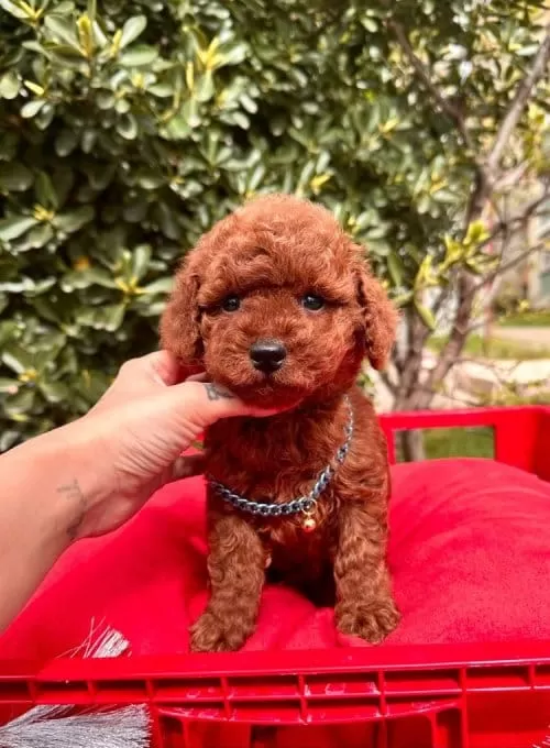 Büyümeyen Toy Poodle