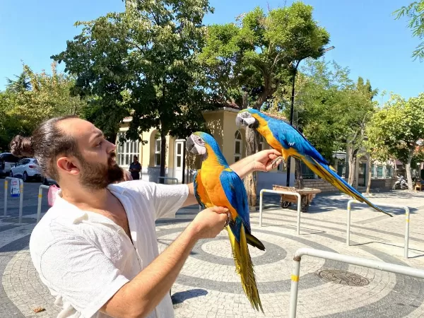 Eğitimli Konuşan Macaw Papağanimiz