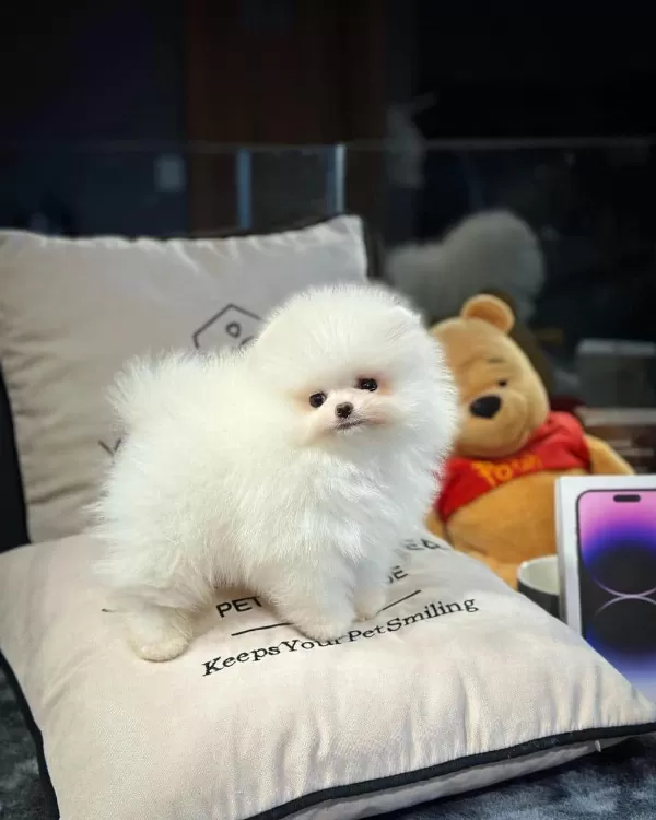 Pomerian Boo Sahiplendirme