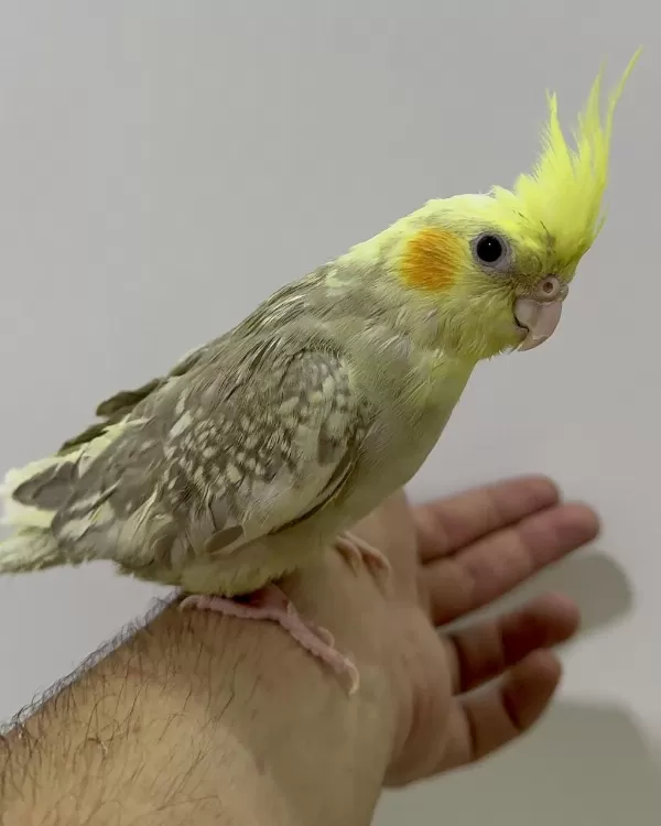 Eğitimli Sultan Papağanı Yeni Yuvasını Arıyor