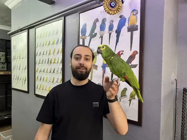 California Bluefront Amazon Papağanı