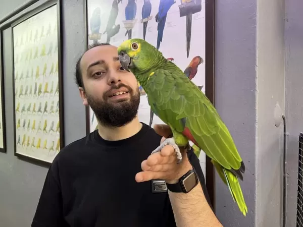 California Bluefront Amazon Papağanı