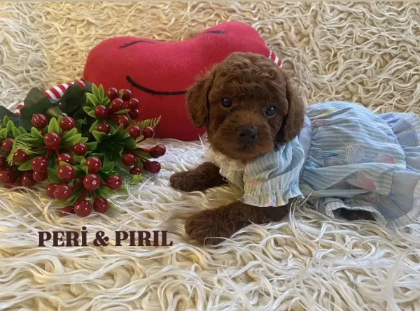 Oyun Seven Ve Akıllı Mini Toy Poodle Yavruları