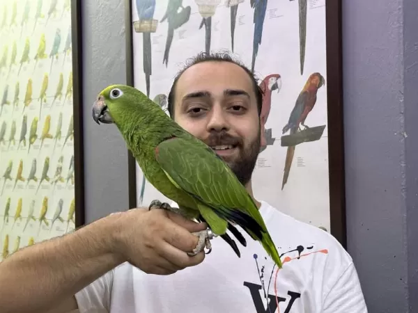 Eğitimli Kapalı Bilezik Sarı Alın Amazon Papağanı