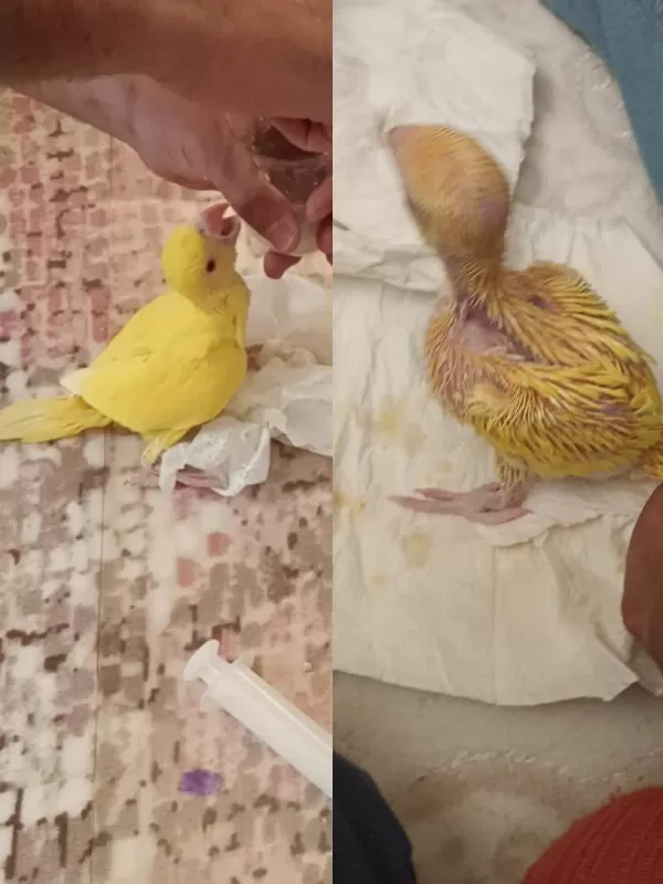 Bebek Yerli Üretim Pakistan Papağanlarimiz