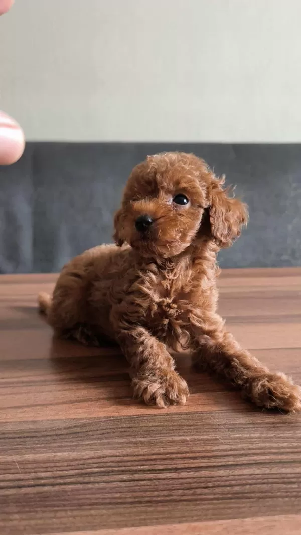 Anne Altından Evde Bakılan Kore Kan Mini Poodle
