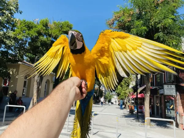 Eğitimli Konuşan Macaw Papağanimiz