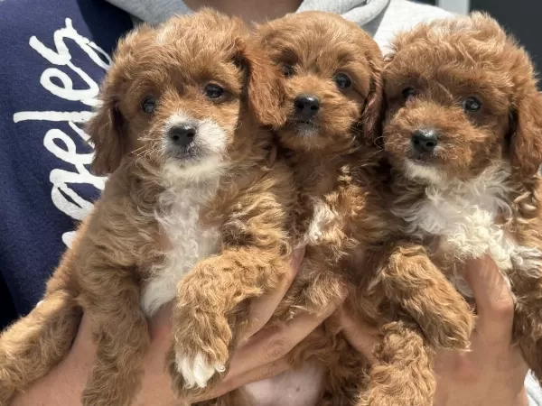 Köpek Çiftliğinden F1 Maltipoo Yavruları