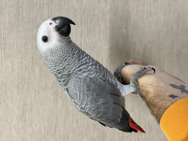 100 Kelime Konuşan Evcil Jako Papağanimiz