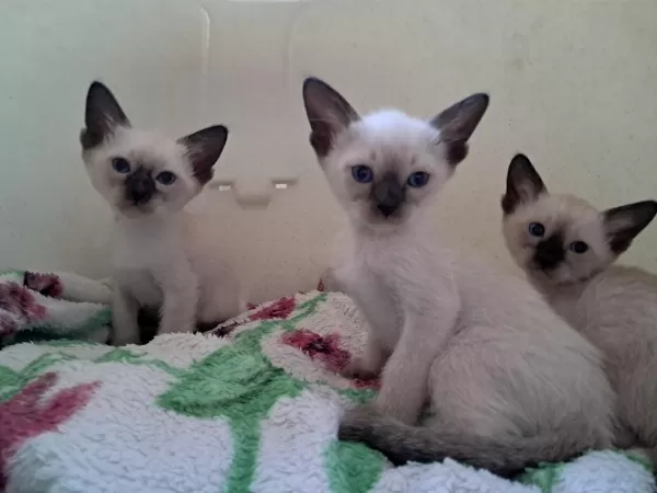 Safkan Kieik Kuyruk Siyam Kedi Yavruları