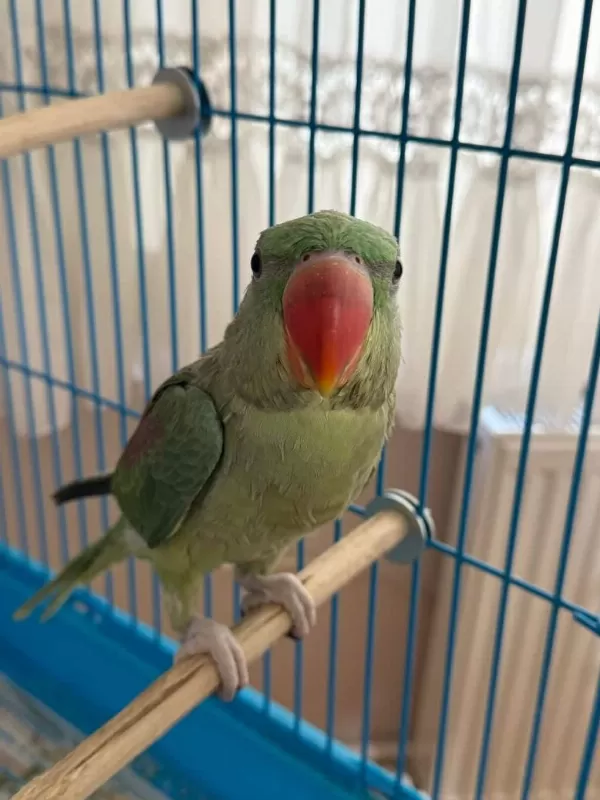 El Besleme Yerli Üretim Bebek Alexander Papağanı