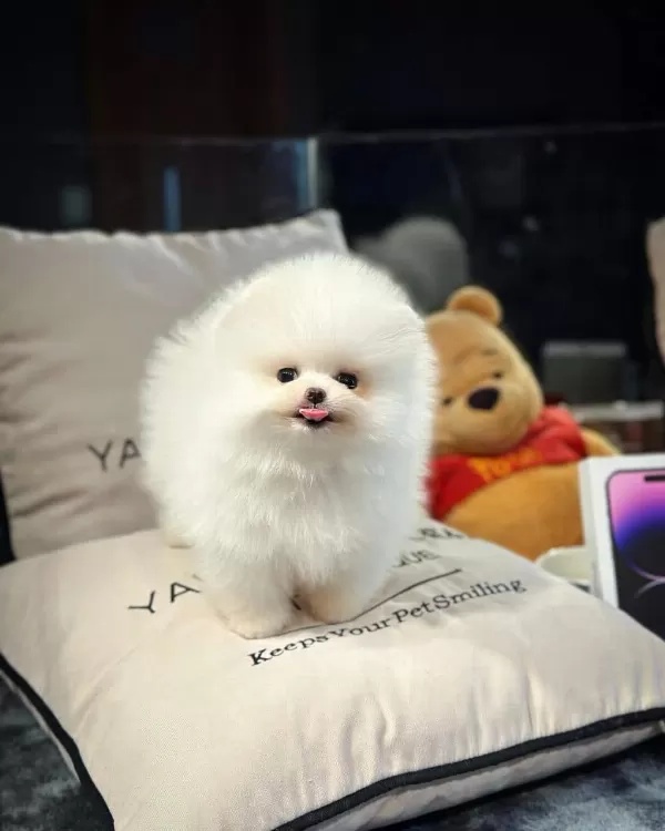 Pomerian Boo Sahiplendirme