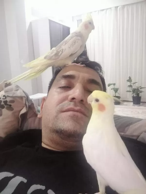 Yerli Üretim Sultan Papağanlarimiz