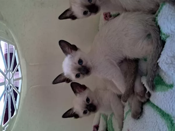 Safkan Kieik Kuyruk Siyam Kedi Yavruları