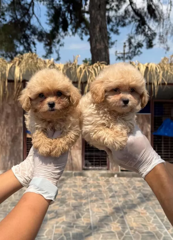 Maltipoo Yavrularımız Yeni Yuvalarını Arıyor