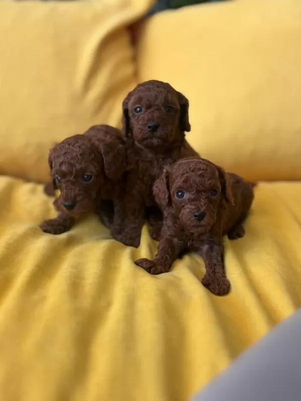 Kahverengi Mini Toy Poodle Bebekler
