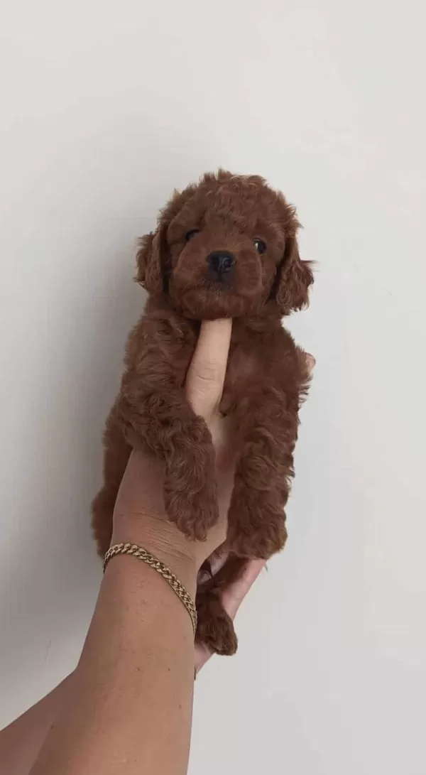 Toy Poodle Yavru Ucretli Sahiplendirme