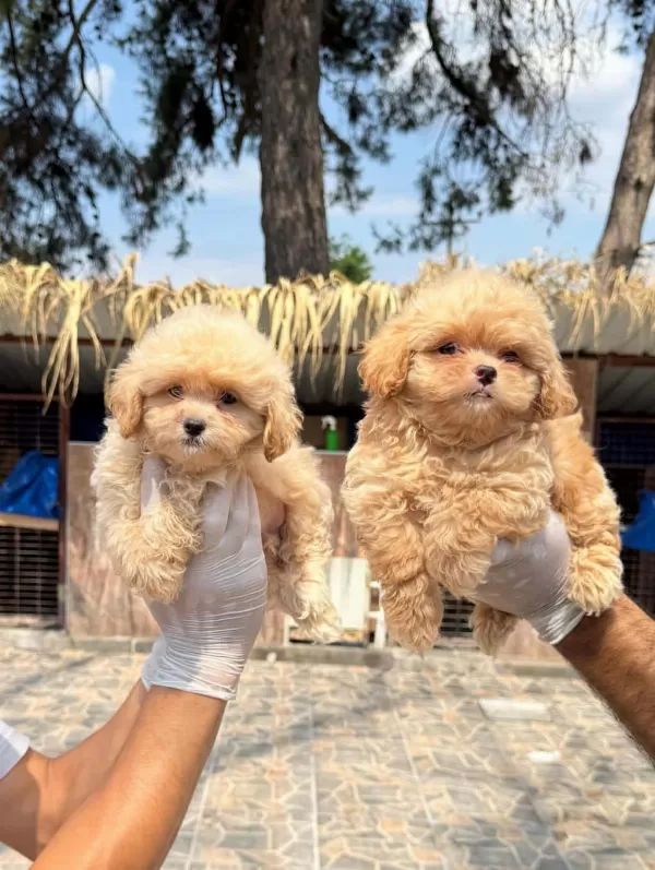 Maltipoo Yavrularımız Yeni Yuvalarını Arıyor