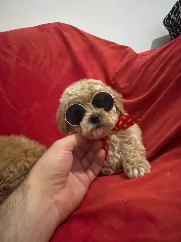 Oyuncak Gibi Sevimli Dizayn Maltipoo Bebekleri