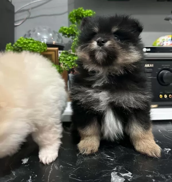 3 Aylık Pomerian Erkek Yavru İstanbul