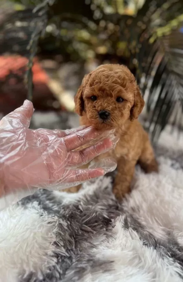 Mini Toy Poodle Aşılı Bebeklerimiz